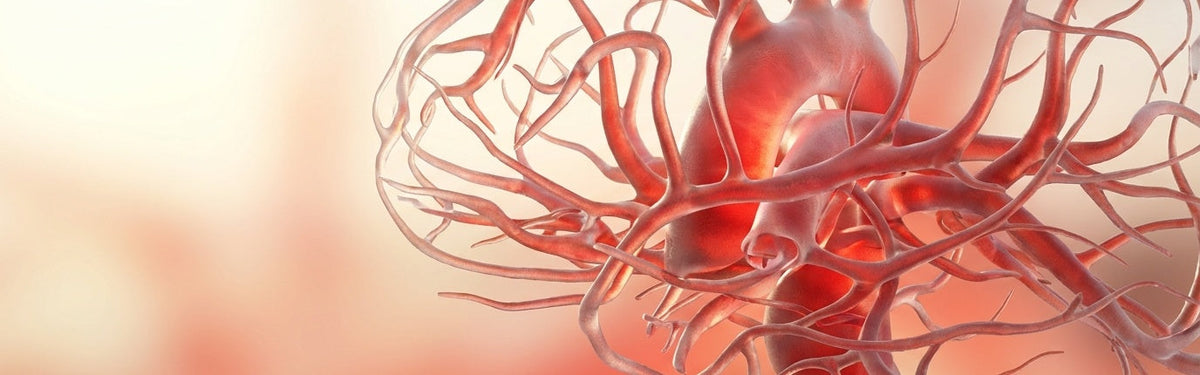 Showed Improved Blood Pressure and Circulation
